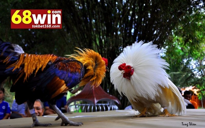 đá gà 68win