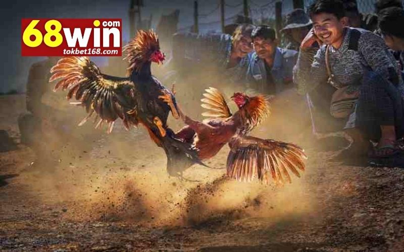 đá gà 68win